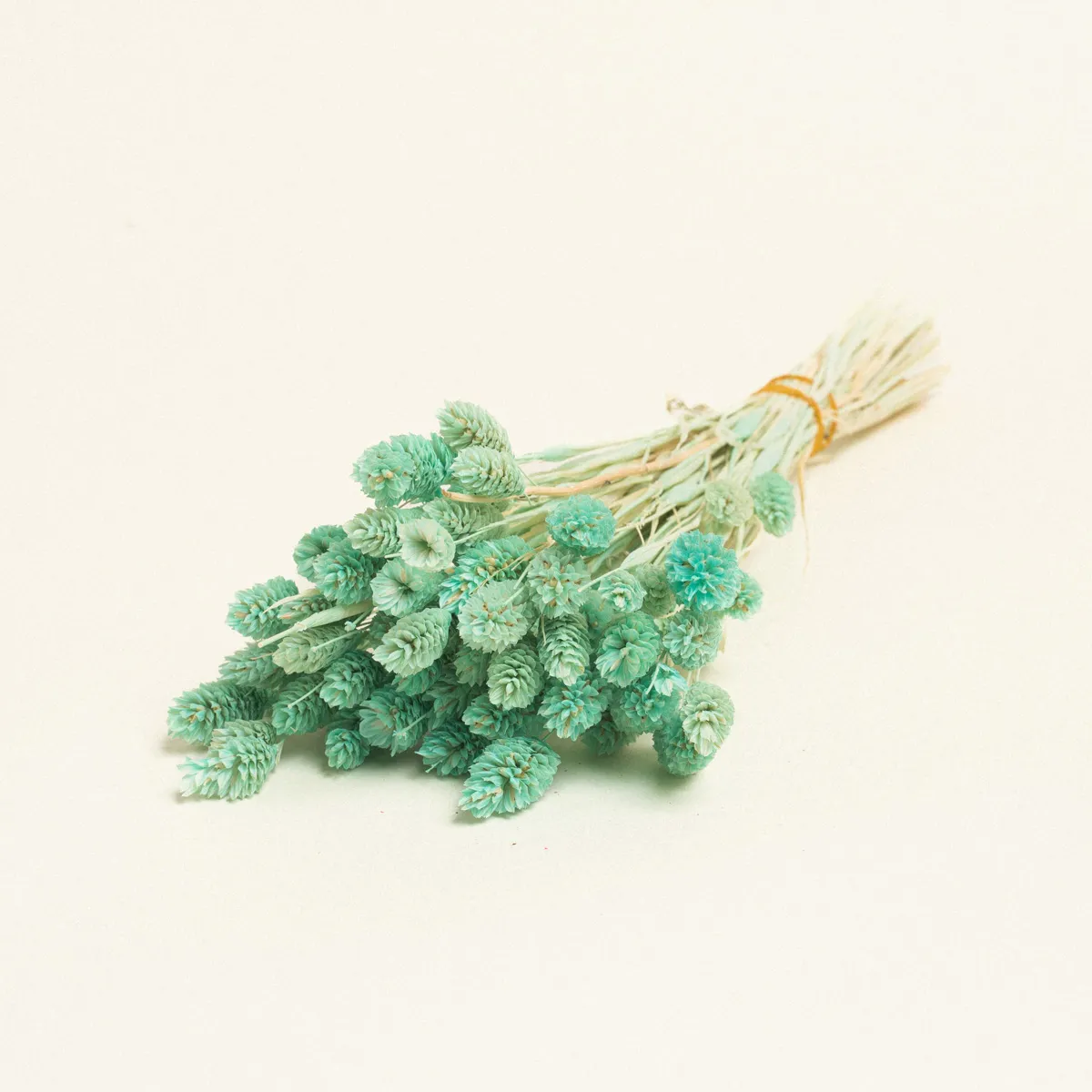 ΑΠΟΞΗΡΑΜΕΝΗ ΦΑΛΑΡΙΣ