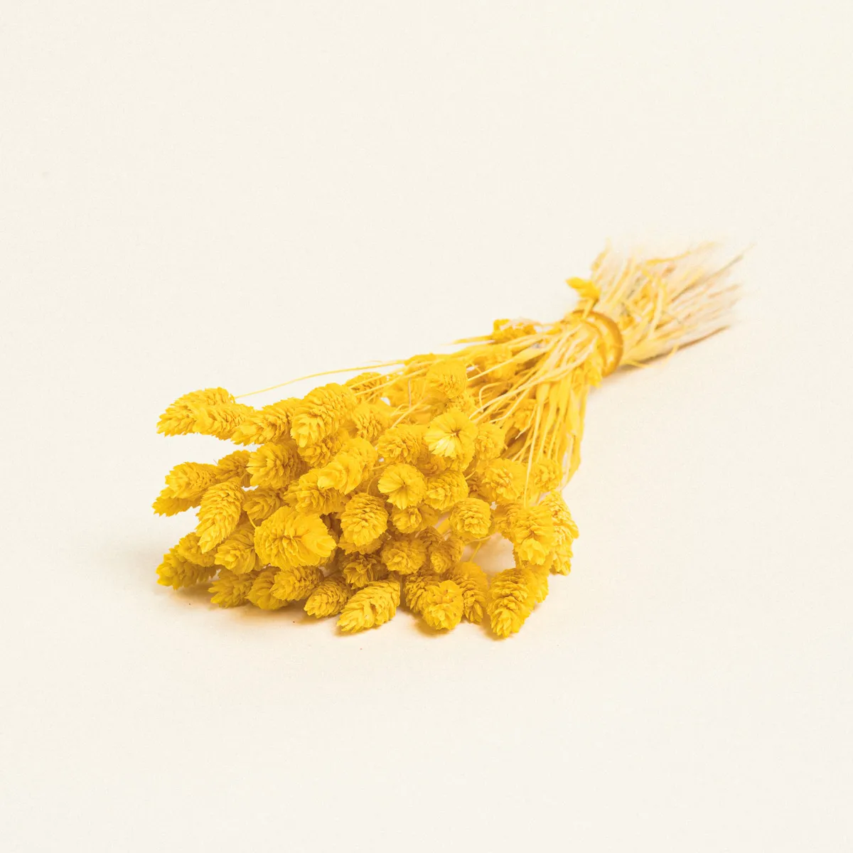 ΑΠΟΞΗΡΑΜΕΝΗ ΦΑΛΑΡΙΣ