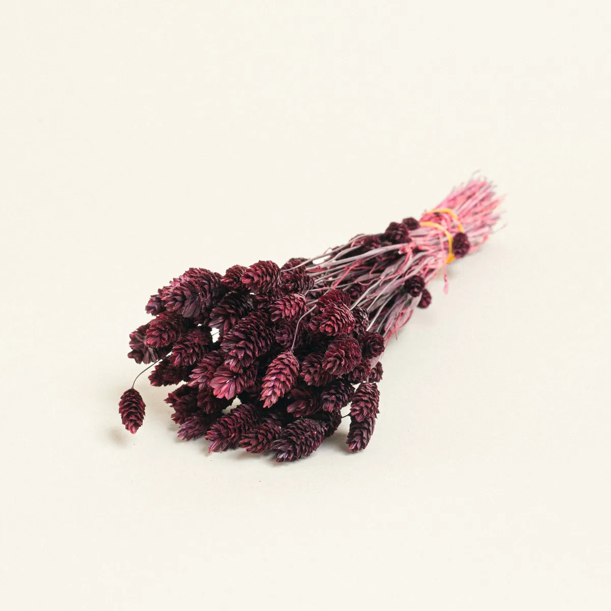 ΑΠΟΞΗΡΑΜΕΝΗ ΦΑΛΑΡΙΣ